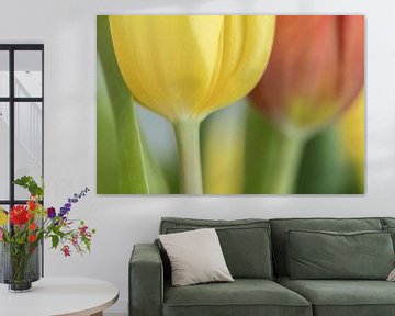 Tulpen in gelb und rot von Marianne Twijnstra