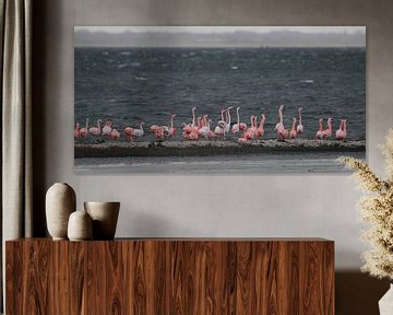 flamingo's 5  van Marloes van der Beek-Rietveld
