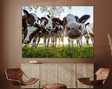 Nieuwsgierige koeien van Rob Herstel