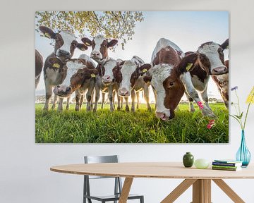 nieuwsgierige koeien nemen een kijkje van Rob Herstel
