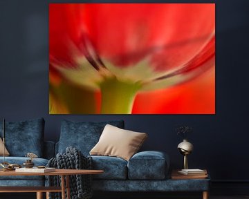 Détail fleur de tulipes rouges sur Ad Jekel