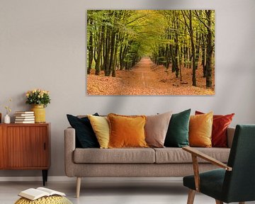 Forêt d'automne à Hoog Buurlo