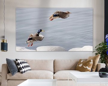 Flying Ducks sur Anneke Kroonenberg