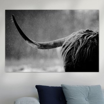 Schotse Hooglander Close-Up Hoorn