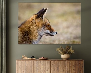 Rode vos zijaanzicht van Marcel Alsemgeest