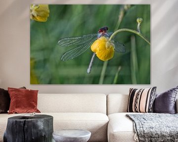 Damselfly on Buttercup by Anneke Hooijer