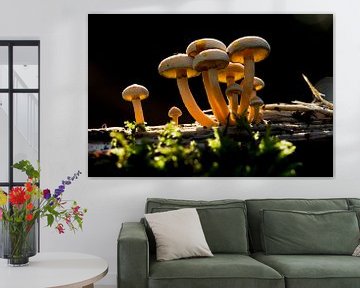 Paddenstoelen tegenlicht, mushrooms backlight van Corrine Ponsen