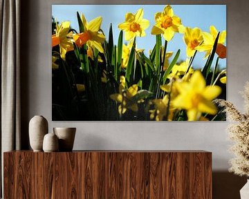 narcis  by Nienke Stegeman