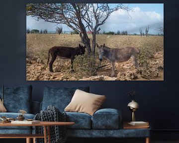 donkeys sur Ivana Luijten