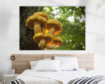 Pholiota aurivella sur Peter Karels