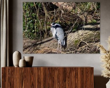 Haagse Reiger