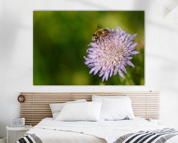 Zweefvlieg op paarse bloem van Joop Gerretse
