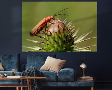 Common red soldier beetle on a thistle