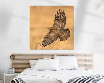 Buizerd spreidt zijn vleugels van Erik Veldkamp