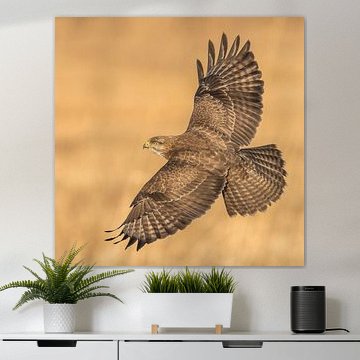 Buzzard's backside by Erik Veldkamp