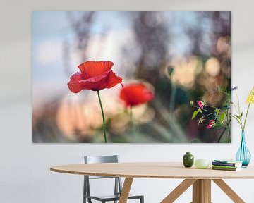 poppy in the  cornfield by Kurt Krause