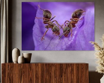 Two Ants working together on a purple violet flower