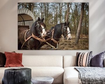 Huifkar met 2 Shire paarden van Sara in t Veld Fotografie