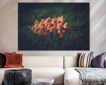 Mushrooms meeting by Reversepixel Photography