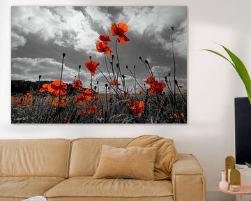 poppies van Kurt Krause