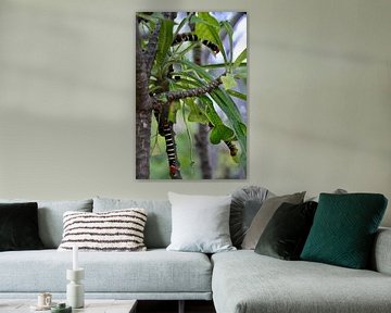 Prachtige frangipani rupsen op Bonaire van Myrthe Visser-Wind