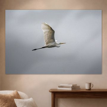 Silberreiher beim Fliegen von Tobias Luxberg