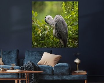 Grey Heron - Eye between the Feathers by Tobias Luxberg