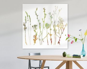 Plantes de prairie d'été, herbes et fleurs. Illustration botanique avec texture aquarelle. sur Dina Dankers