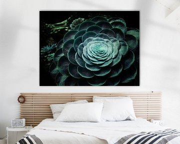 DARKSIDE OF SUCCULENTS V sur Pia Schneider