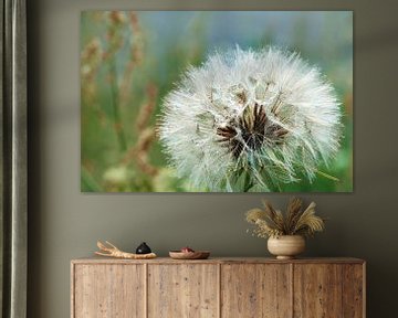 Pusteblume von Kurt Krause