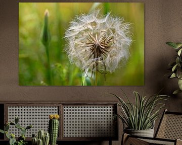 Pusteblume von Kurt Krause