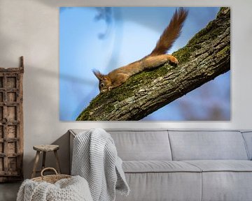 European Squirrel on a branch by Tobias Luxberg