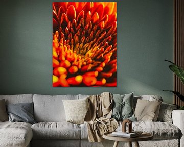 Gerbera Pomponi / Blume / Blütenblätter / Natur / Blendenfleck / Licht / Rot / Orange / Gelb / Weiß  von Art By Dominic