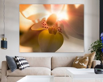 Orchidée / fleur / feuille / nature / lumière / rose / jaune / blanc / chaud / macro gros plan sur Art By Dominic