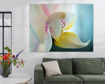 Orchidee / Blume / Blatt / Natur / Hell / Rosa / Blau / Gelb / Weiß / Nahaufnahme Makro von Art By Dominic