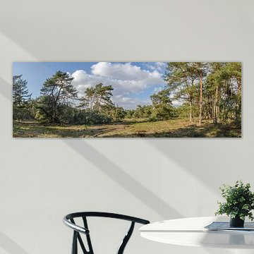 Wald mit einer Frühlingssonne.