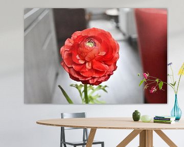 Red ranunculus van Femke Sijtsma