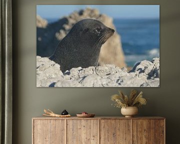 Kaikoura Seal by Mark Sebregts