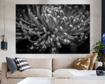 A green flower in black and white