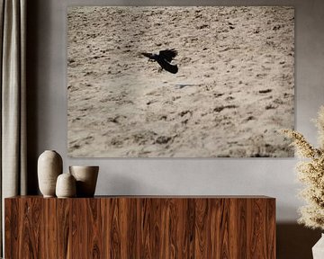 vogel op het strand