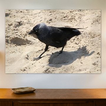 vogel in het zand