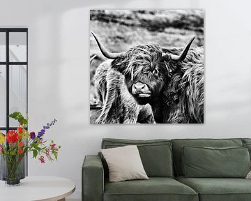Highland cattle by Oliver Wilkening