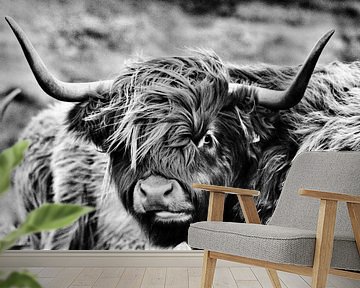 Highland cattle by Oliver Wilkening