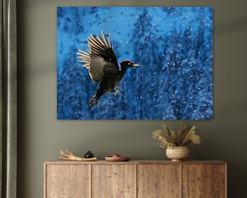 Pic noir (Dryocopus martius) sur AGAMI Photo Agency