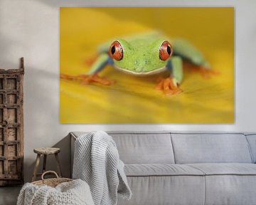 Red-eyed Tree Frog on a yellow leaf by AGAMI Photo Agency