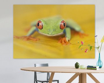 Rotäugiger Baumfrosch auf einem gelben Blatt von AGAMI Photo Agency