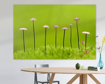 Pilze in einer Linie von AGAMI Photo Agency