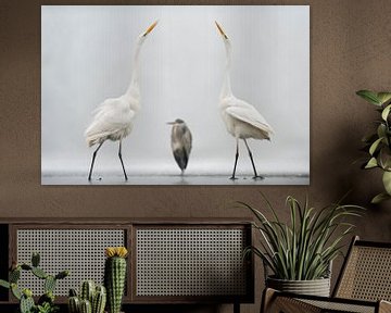 Two Great Egrets in a Mexican standoff by AGAMI Photo Agency