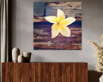 Bloem van een frangipani op verweerd hout van Susanne Pieren-Canisius