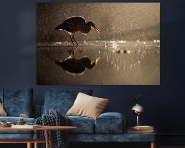 Nachtelijke vissende Blauwe Reiger (Ardea cinerea) van AGAMI Photo Agency